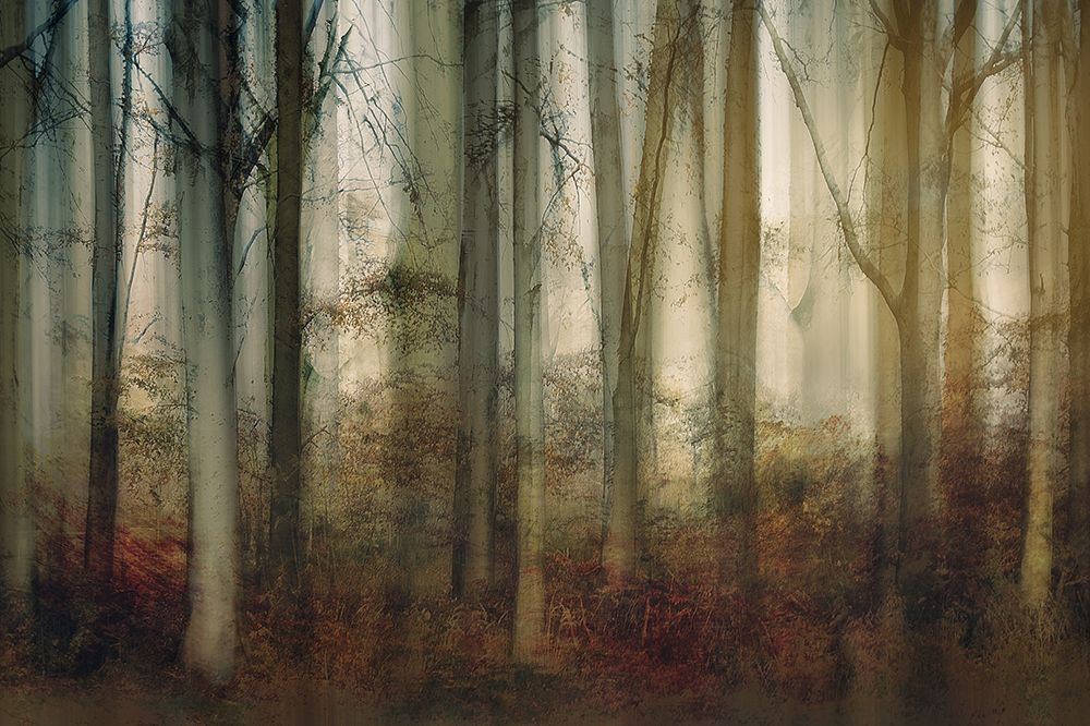 Autumn Light art print by Nel Talen for $57.95 CAD