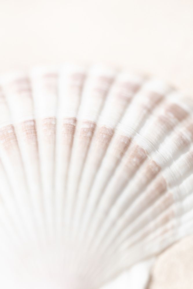 Shell art print by 1x Studio III for $57.95 CAD