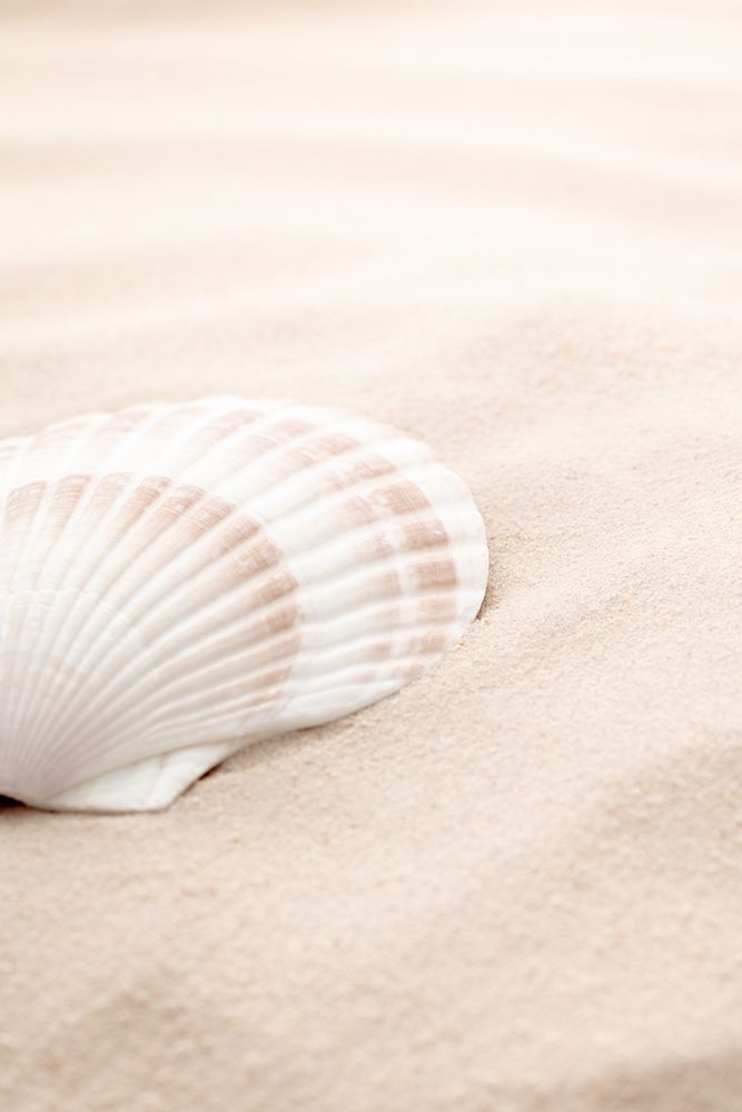 Shell_3 art print by 1x Studio III for $57.95 CAD
