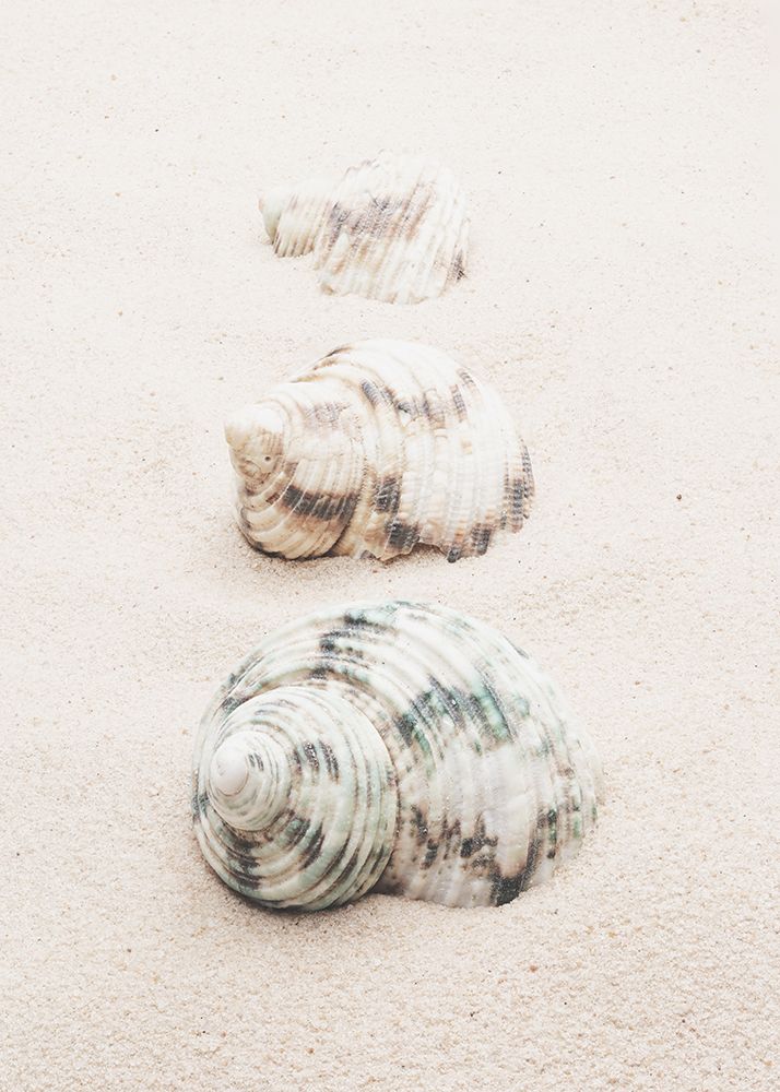 Shells art print by 1x Studio III for $57.95 CAD