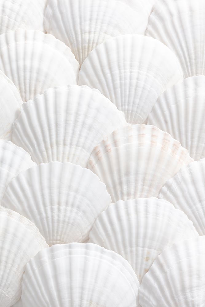 Shells_3 art print by 1x Studio III for $57.95 CAD