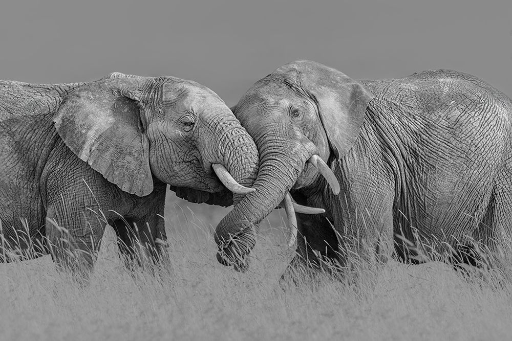 Elephant Flight art print by Jun Zuo for $57.95 CAD