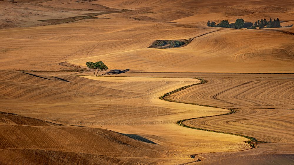 Golden Palouse art print by James Cai for $57.95 CAD