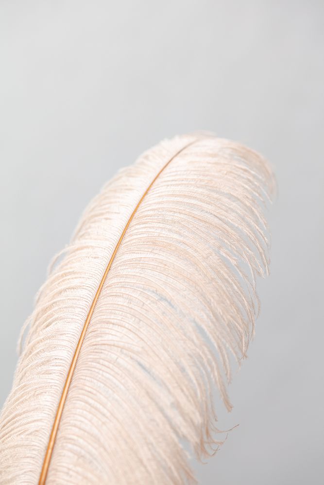 Feather_1 art print by 1x Studio III for $57.95 CAD