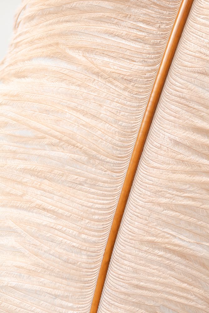 Feather close up_2 art print by 1x Studio III for $57.95 CAD