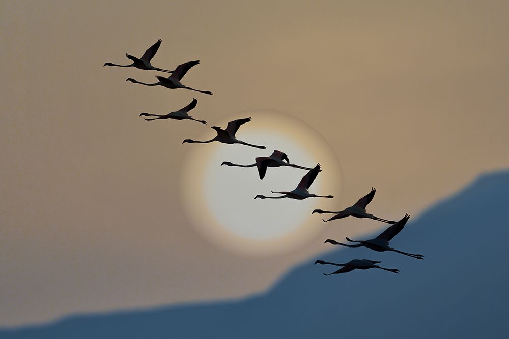 Flamingos At Sunrise art print by Eyal Bar Or for $57.95 CAD