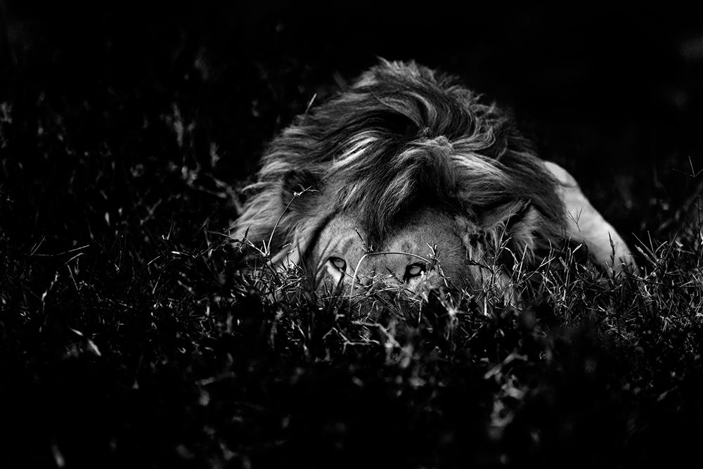 The Lion art print by Giuseppe Damico for $57.95 CAD