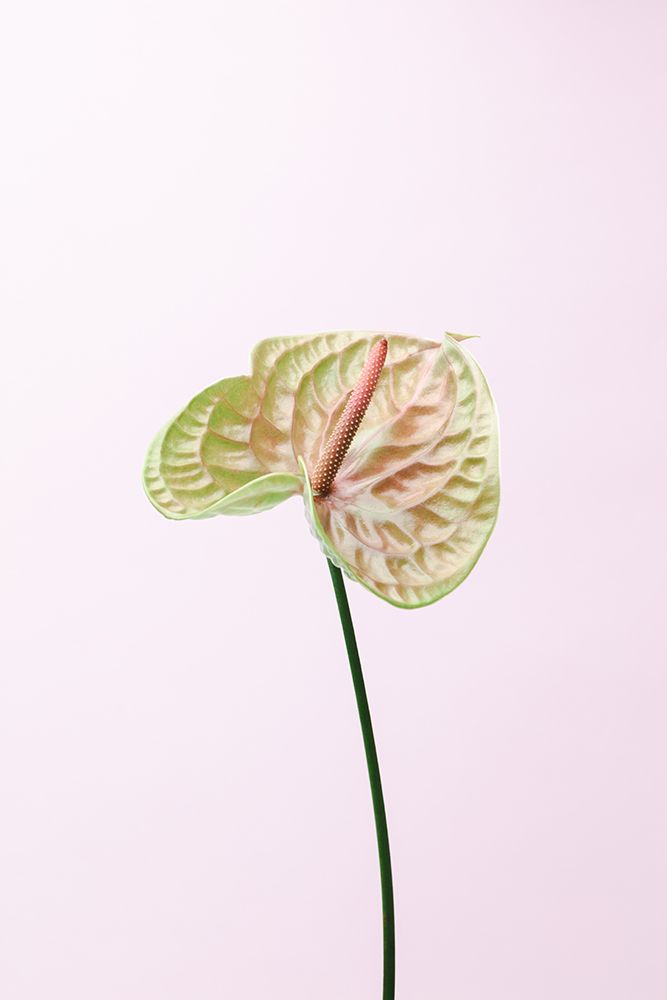 Flammingo Flower art print by 1x Studio III for $57.95 CAD