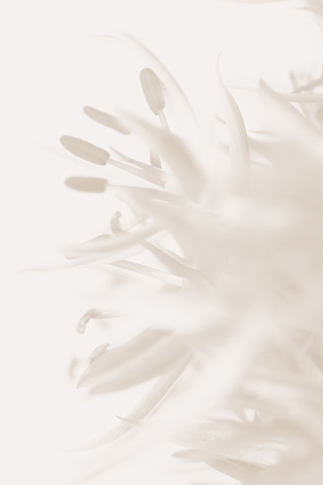 FLOWER BEIGE_2 art print by 1x Studio III for $57.95 CAD