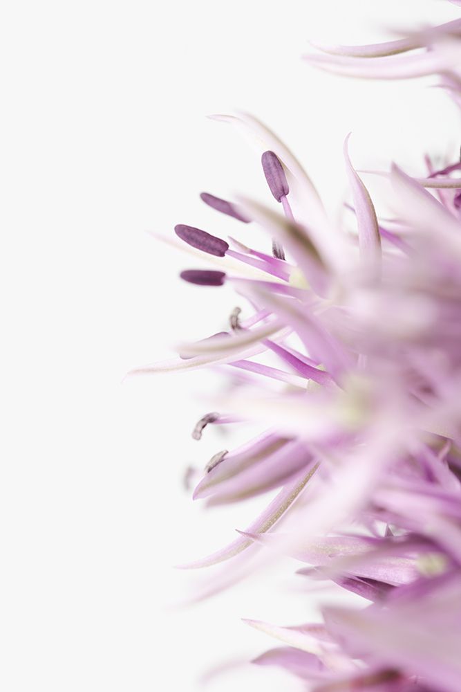 FLOWER PURPLE art print by 1x Studio III for $57.95 CAD