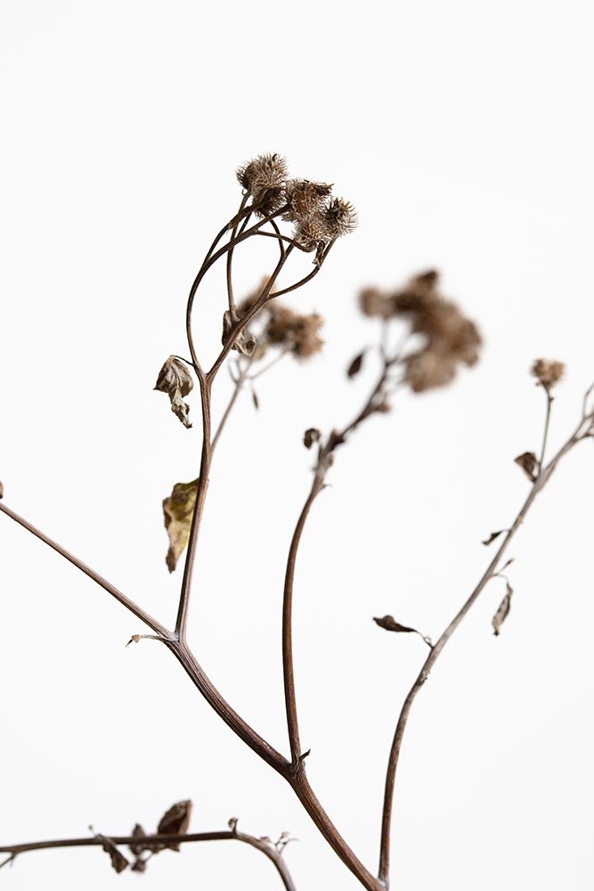 Dried Twig art print by 1x Studio III for $57.95 CAD