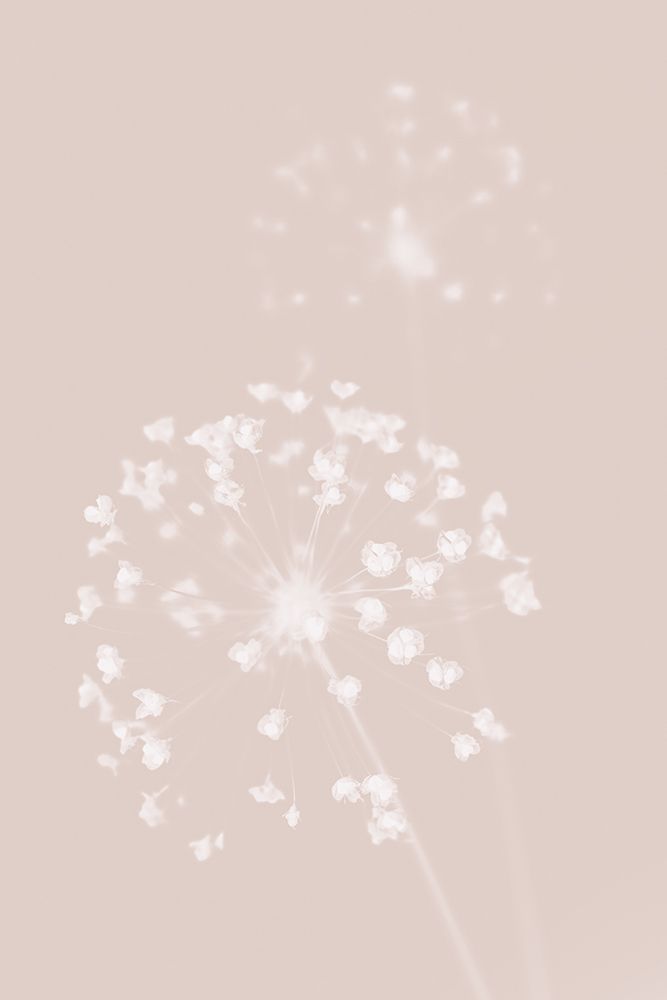 Dried Flower Pink art print by 1x Studio III for $57.95 CAD