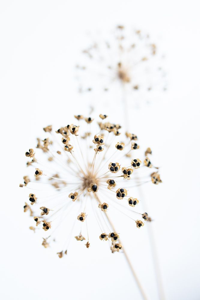 Dried Flower_2_Natural art print by 1x Studio III for $57.95 CAD