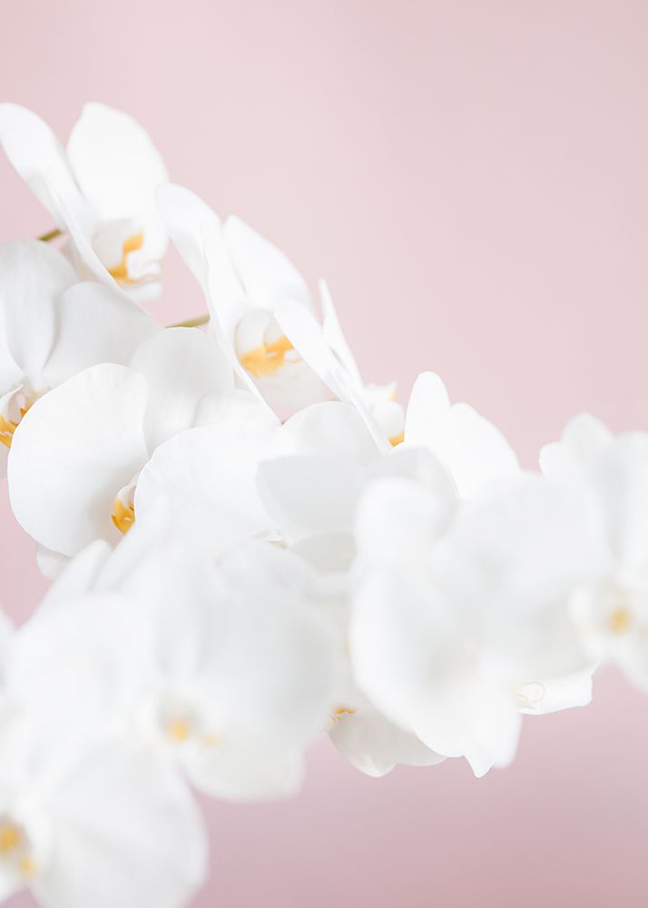 Orchid_1 art print by 1x Studio III for $57.95 CAD