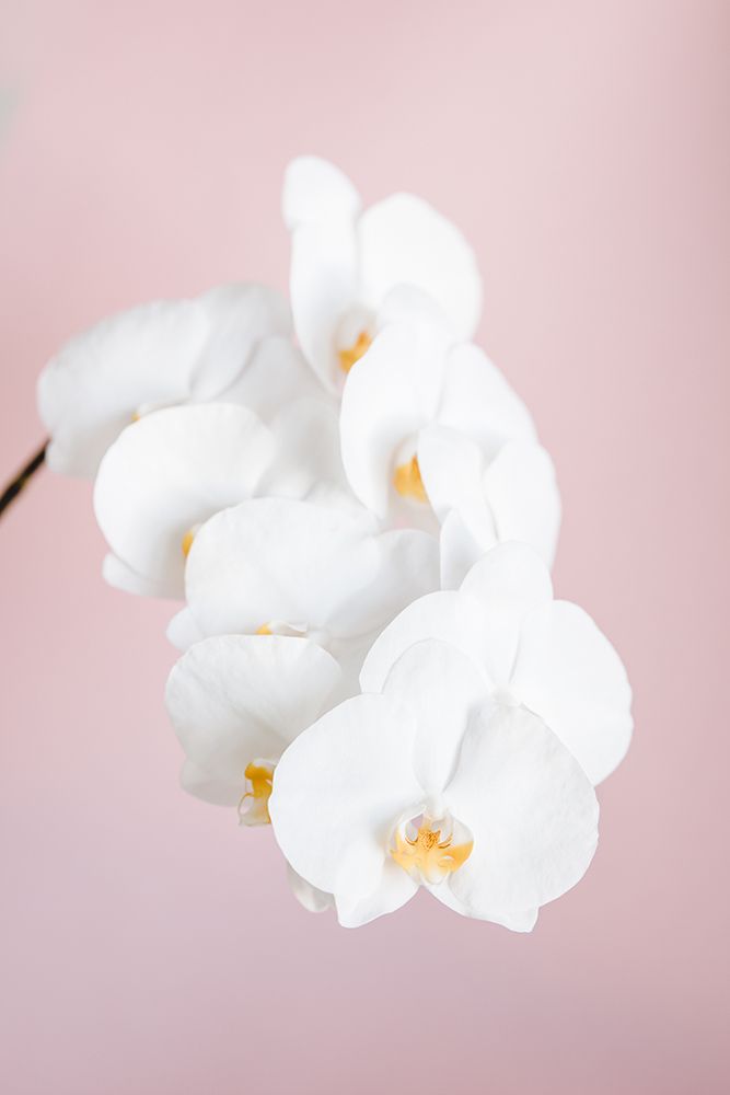Orchid_2 art print by 1x Studio III for $57.95 CAD