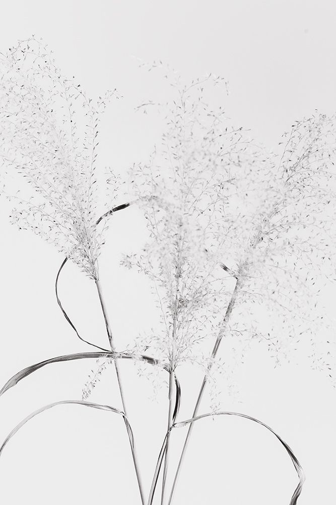 Dried Grass_blackawhite art print by 1x Studio III for $57.95 CAD