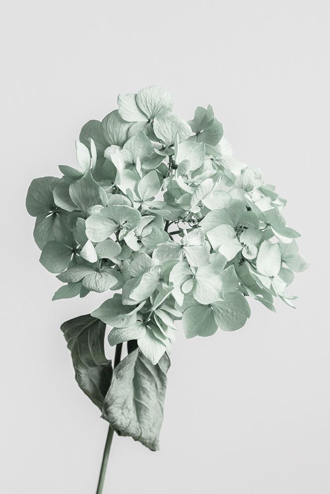 Green dried flower art print by 1x Studio III for $57.95 CAD