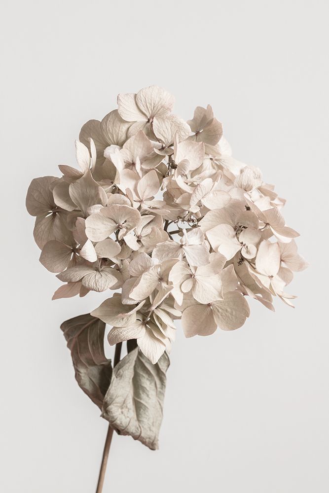 Beige Dried Flower art print by 1x Studio III for $57.95 CAD