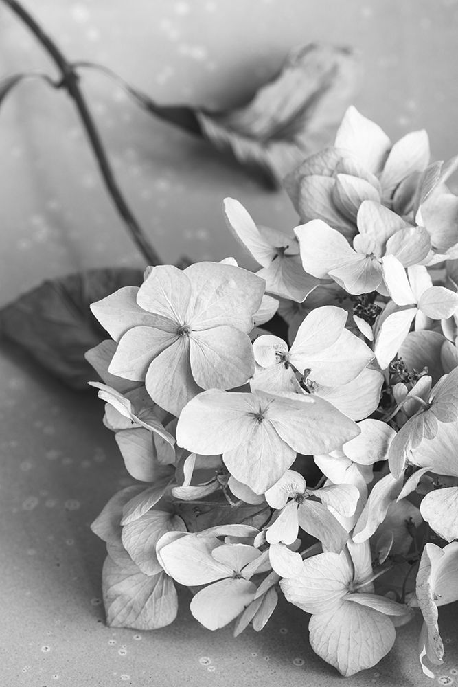 Dried Flowe ron Plate_black a white art print by 1x Studio III for $57.95 CAD