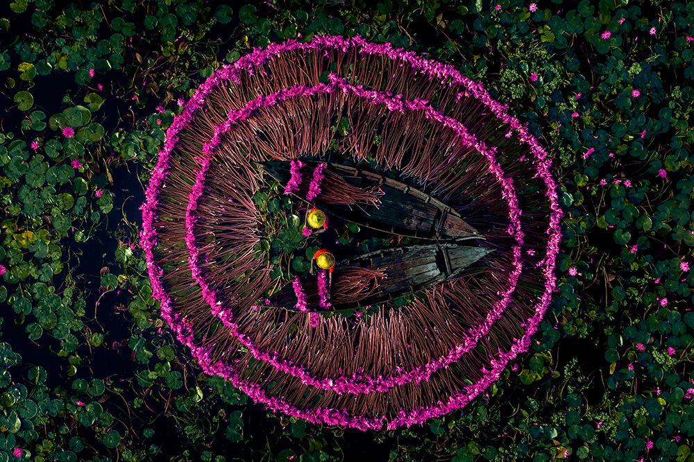 Harvesting water lilies art print by Tanvir for $57.95 CAD