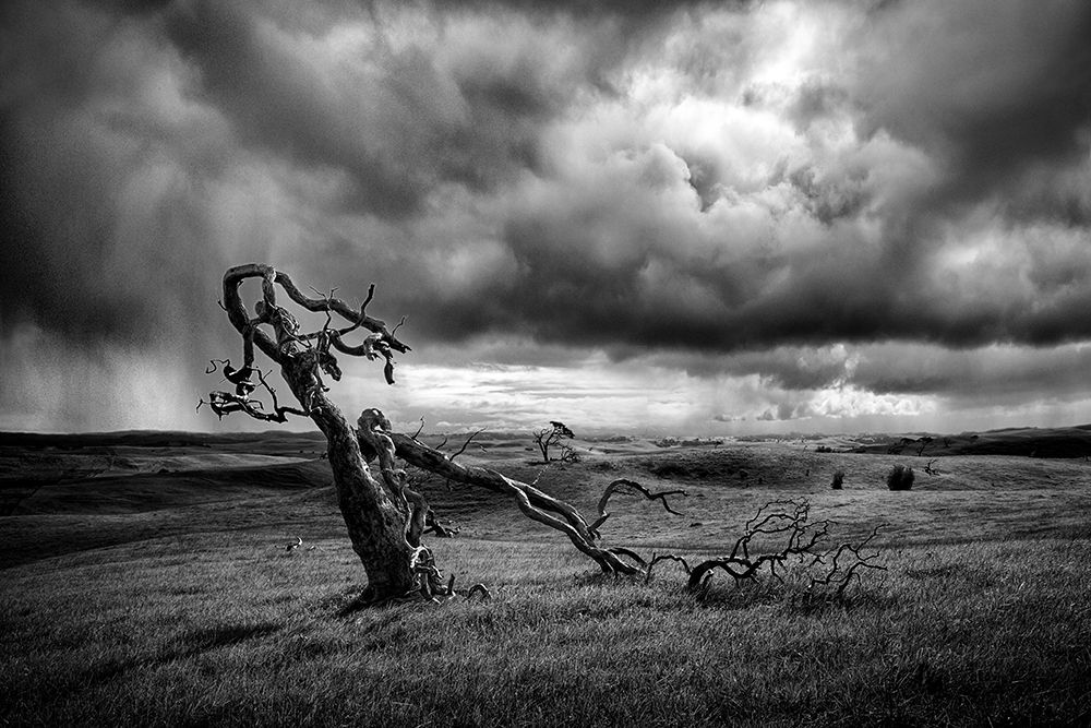 The Moonah Tree art print by Peter Elgar for $57.95 CAD