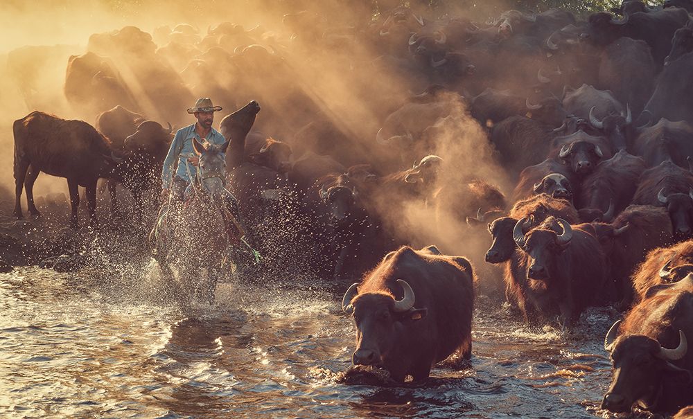The Buffalo Shepherd art print by Meric Aktar for $57.95 CAD