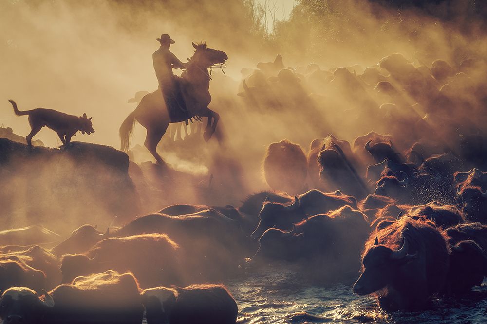 The Buffalo Shepherd art print by Meric Aktar for $57.95 CAD