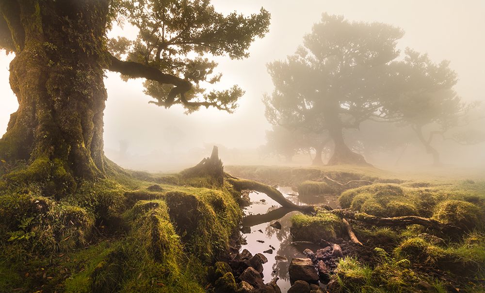 Fanal Forest art print by Tomas Frolec for $57.95 CAD