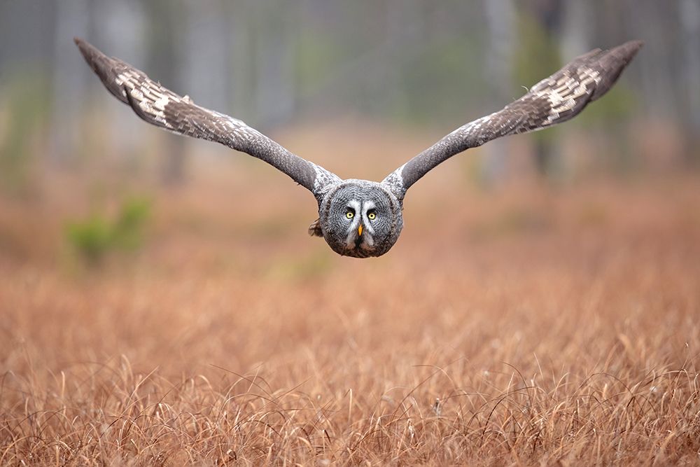 Great grey owl by Milan Zygmunt
