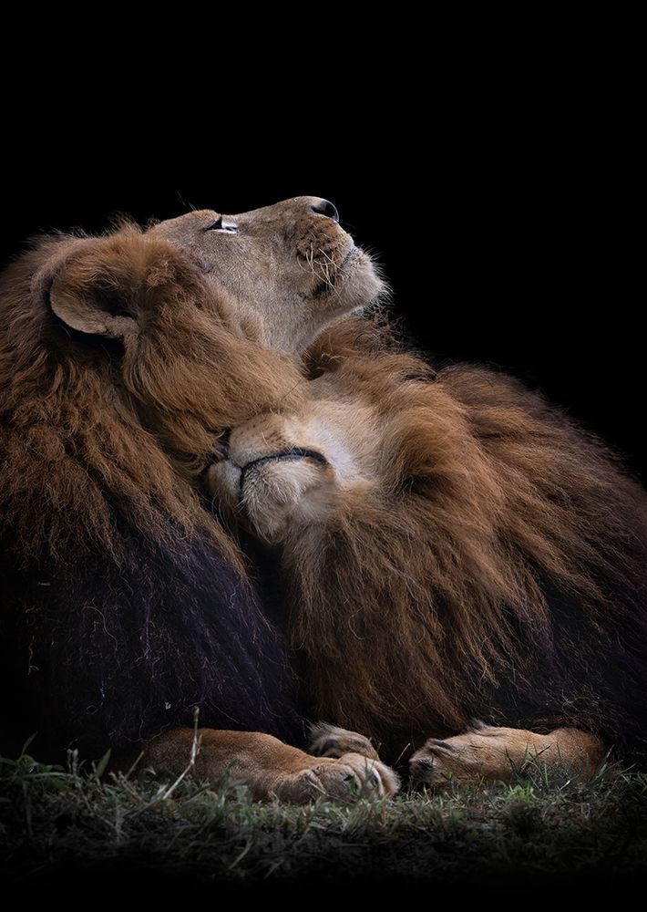 Two lions art print by jealousy for $57.95 CAD