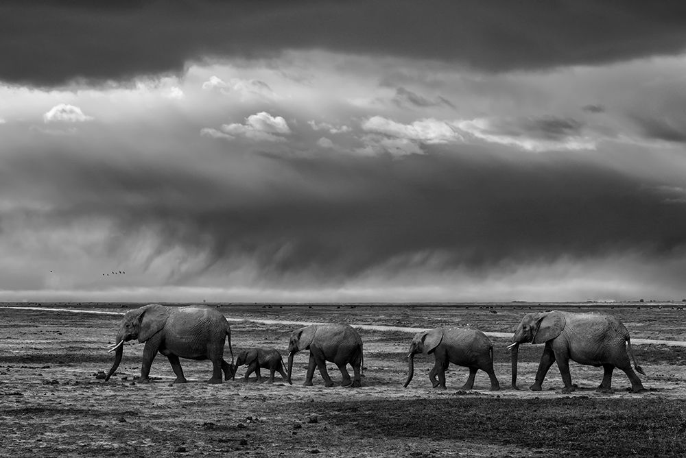 Elephant migration art print by Cao Xiuyue for $57.95 CAD