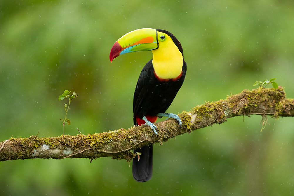 Keel-Billed Toucan art print by Milan Zygmunt for $57.95 CAD