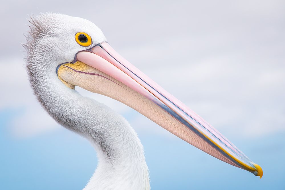 Pelican art print by Christoph Schaarschmidt for $57.95 CAD