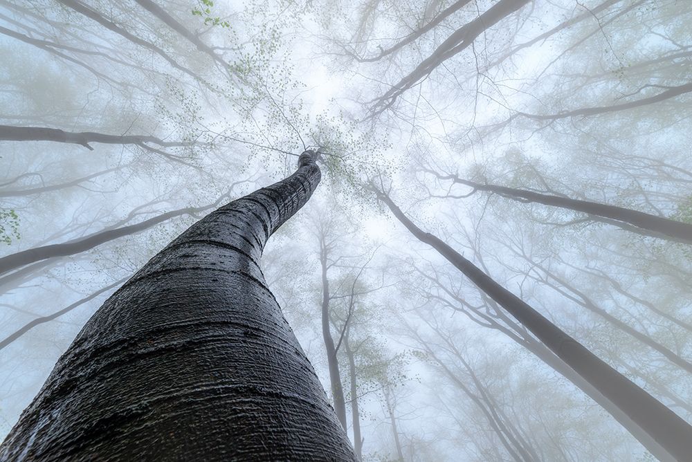 Beech forest art print by Tom Pavlasek for $57.95 CAD