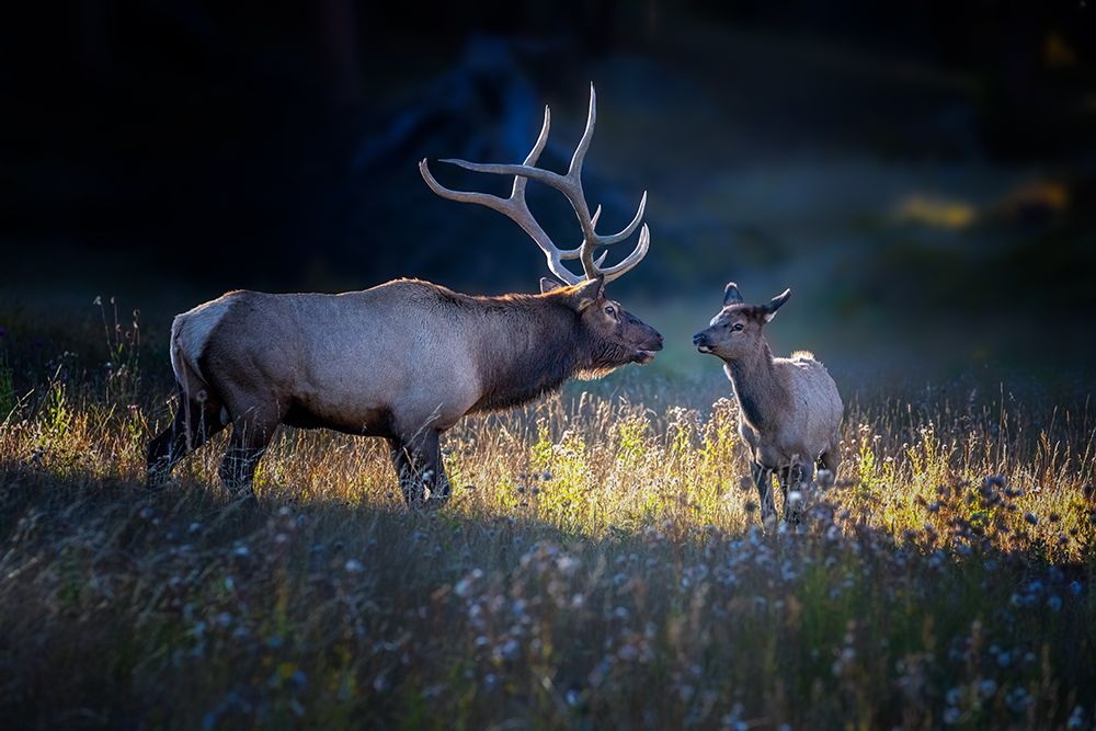 Father and calf art print by Siyu and Wei for $57.95 CAD