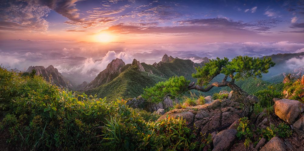 Pine Tree On The Rock art print by Tiger Seo for $57.95 CAD