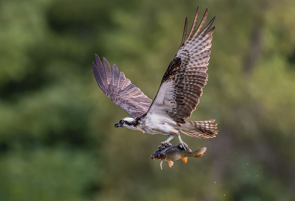 Osprey With Catch art print by Donald Luo for $57.95 CAD