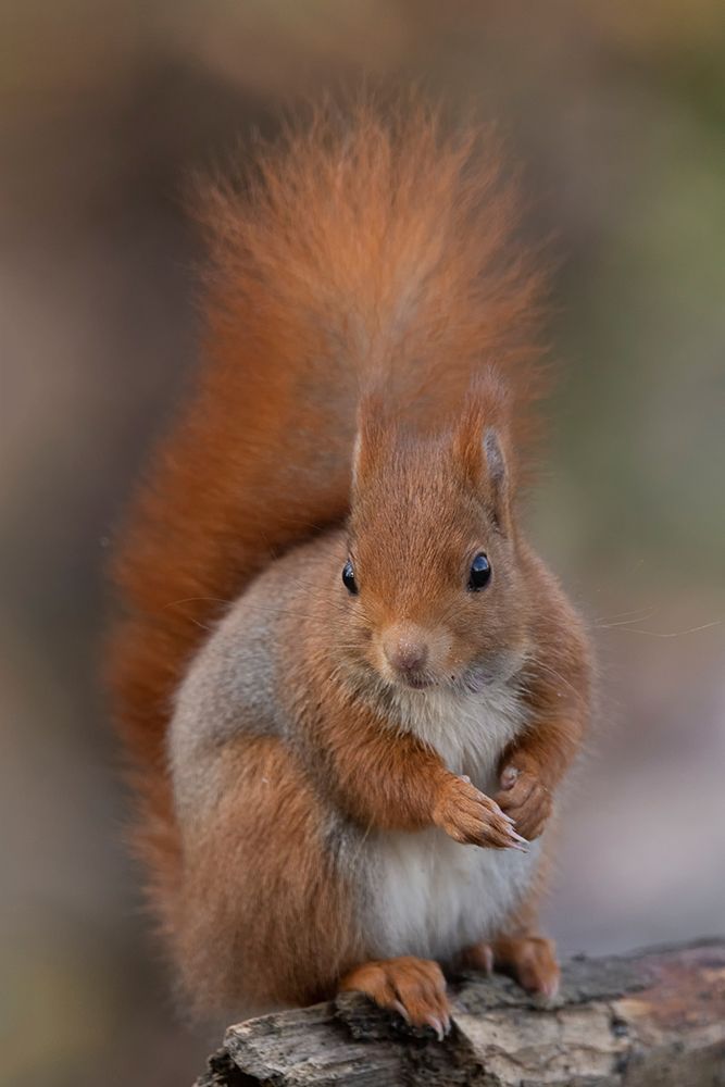 Squirrel art print by Paolo Bolla for $57.95 CAD
