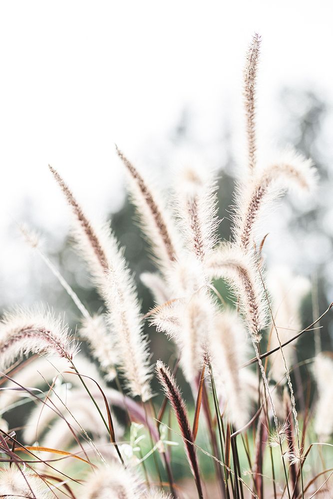 Grass art print by 1x Studio III for $57.95 CAD