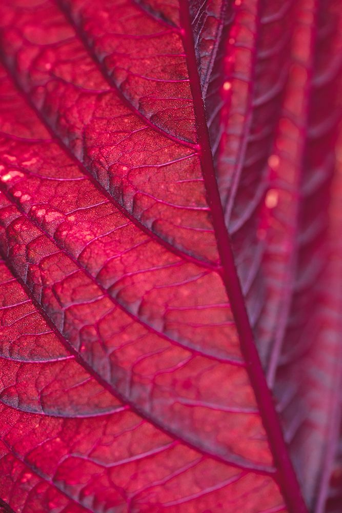 Red Leaf art print by 1x Studio III for $57.95 CAD