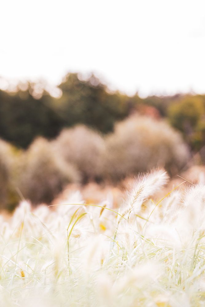 Meadow art print by 1x Studio III for $57.95 CAD