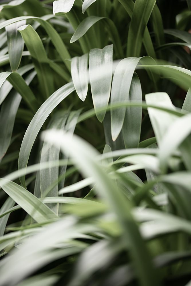 Green Leaves art print by 1x Studio III for $57.95 CAD