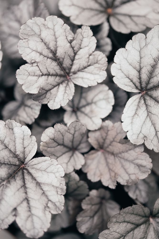 Gray-Pink Leaves art print by 1x Studio III for $57.95 CAD