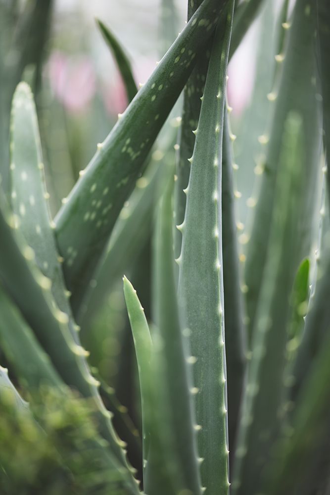 Cacti art print by 1x Studio III for $57.95 CAD