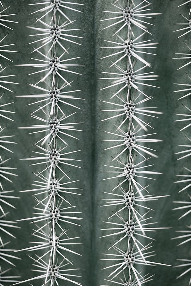 Cactus Green art print by 1x Studio III for $57.95 CAD