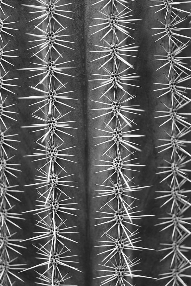 Cactus black and white art print by 1x Studio III for $57.95 CAD