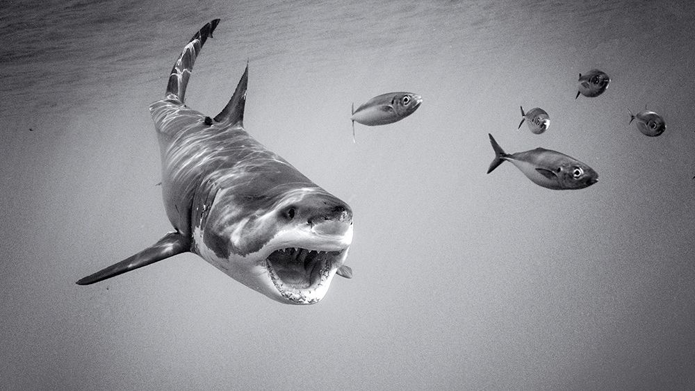 Chase Game With Great White art print by Marcel Rebro for $57.95 CAD