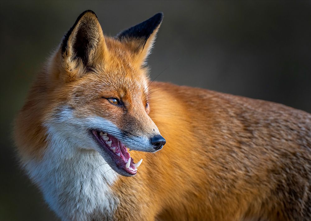 fox art print by Chris Coenders for $57.95 CAD