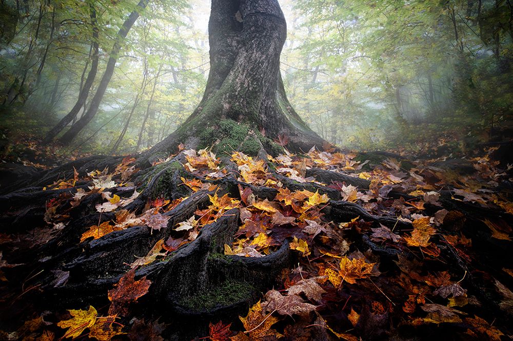 Autumn art print by Cicy Chen for $57.95 CAD