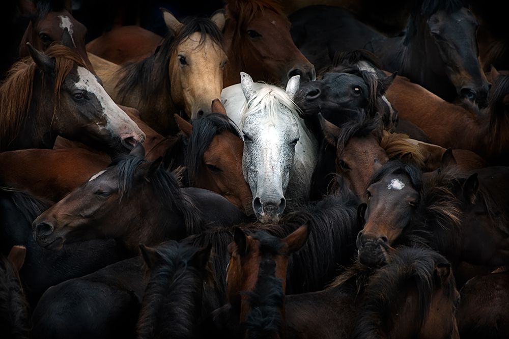 The White Horse art print by Santiago Pascual Buye for $57.95 CAD